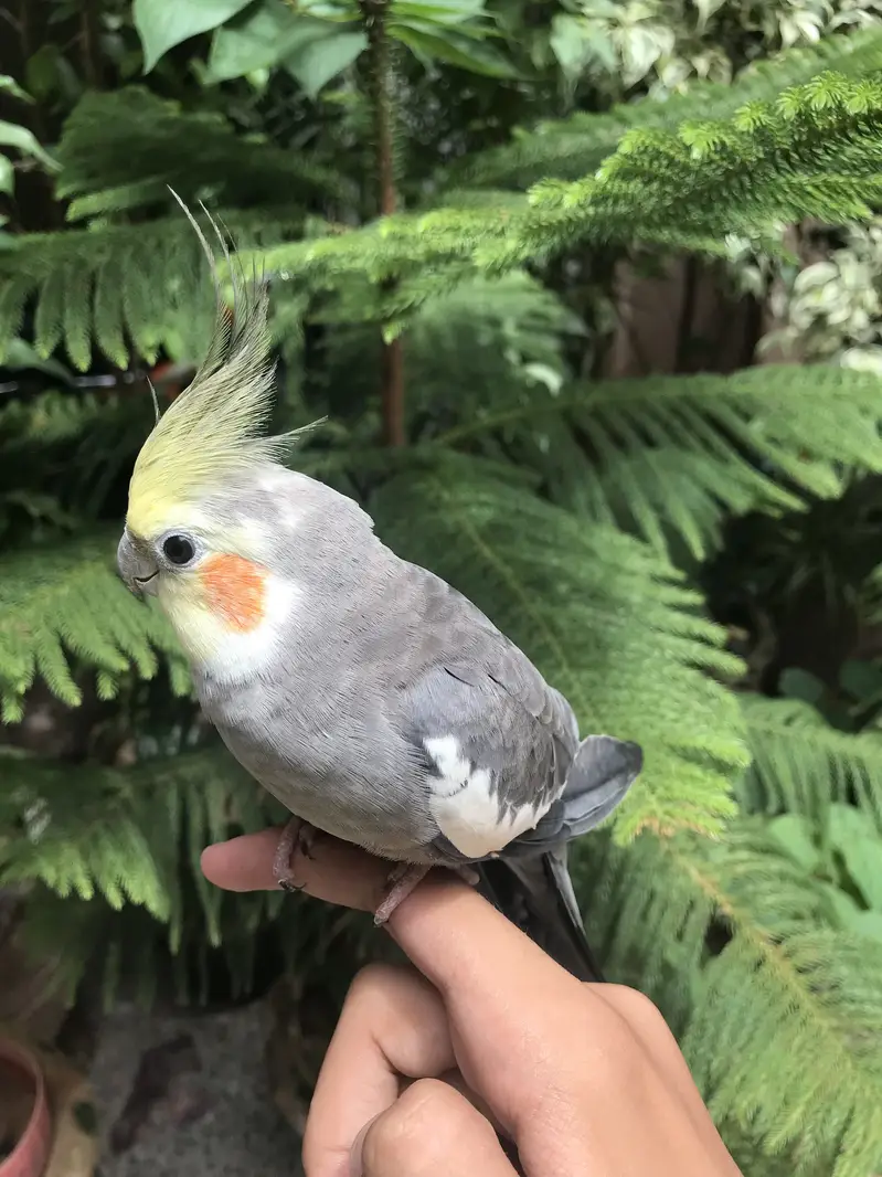 Hand tame parrot — photo 6