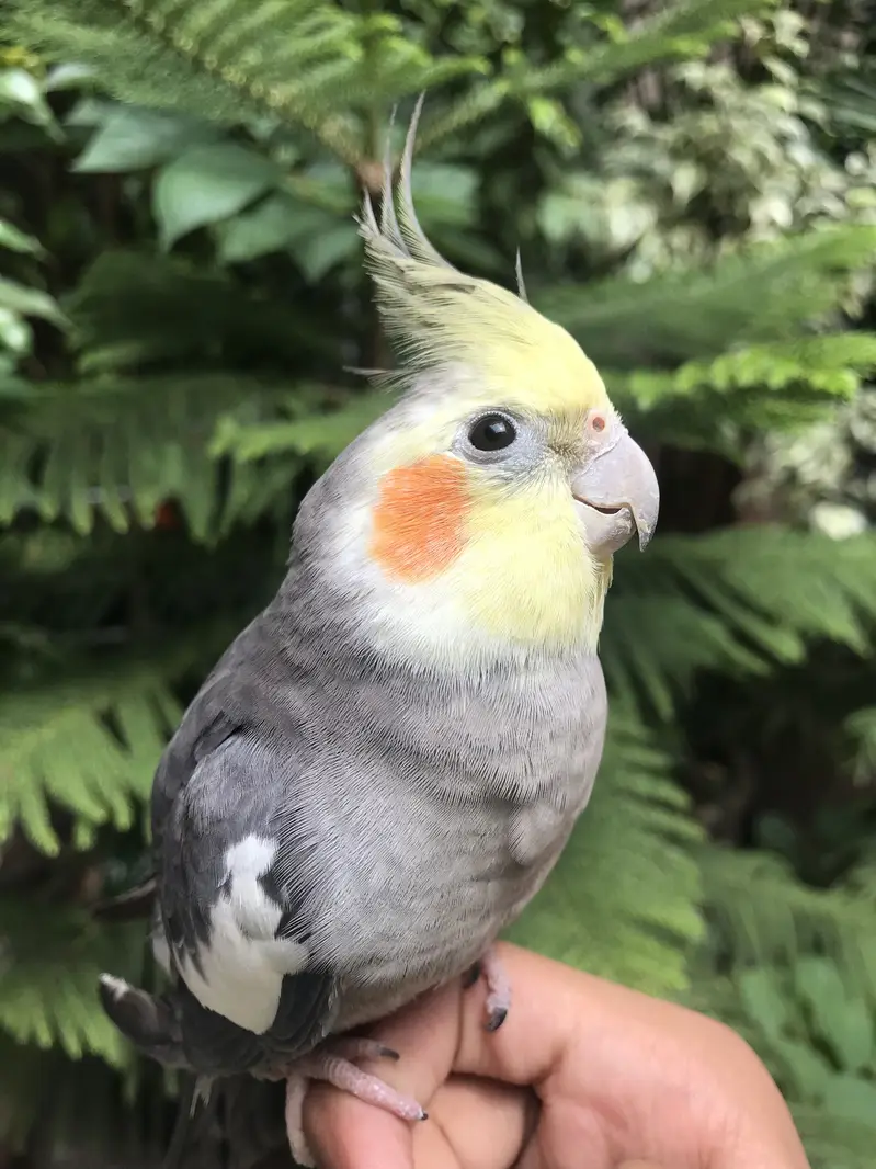 Hand tame parrot — photo 7