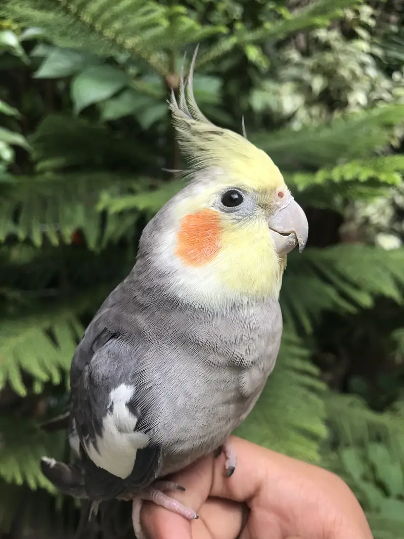 Hand tame parrot — photo 8