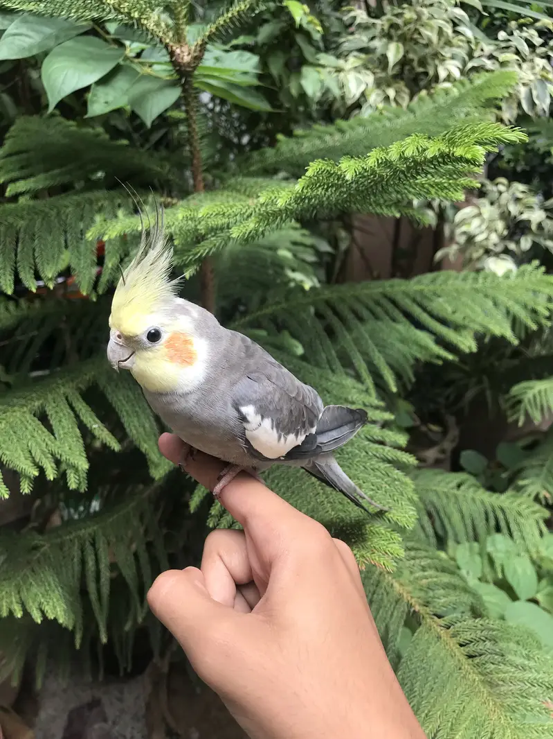 Hand tame parrot — photo 9