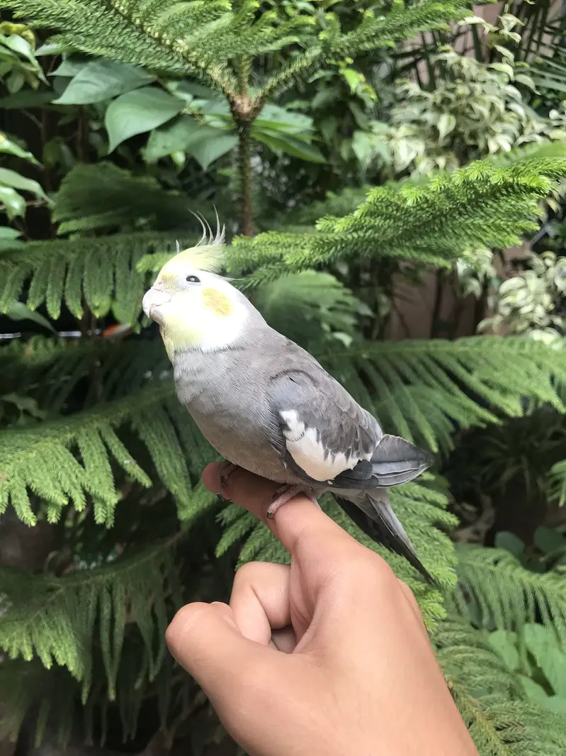 Hand tame parrot — photo 10