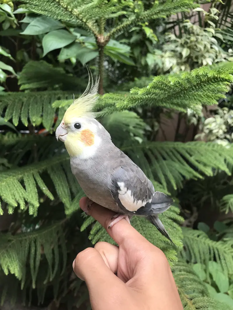 Hand tame parrot — photo 11
