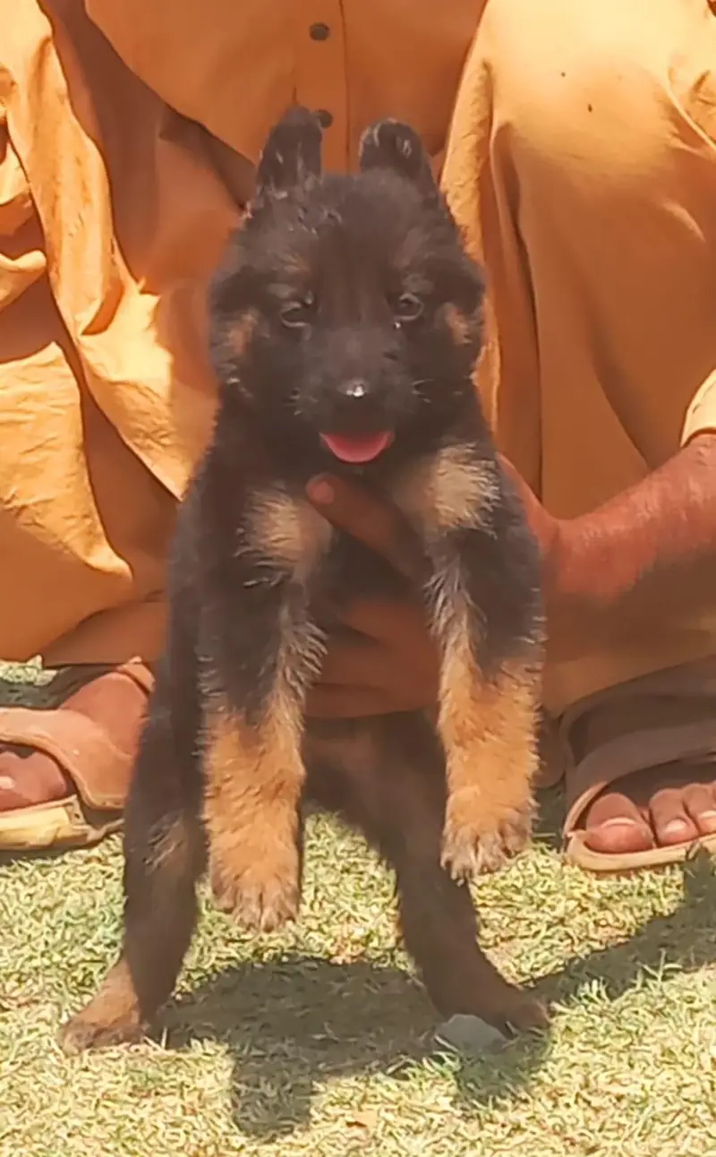 pure garman shepherd long coat show quality puppy's — photo 4