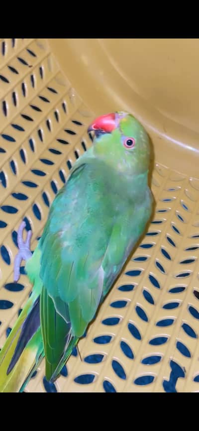 Parrot