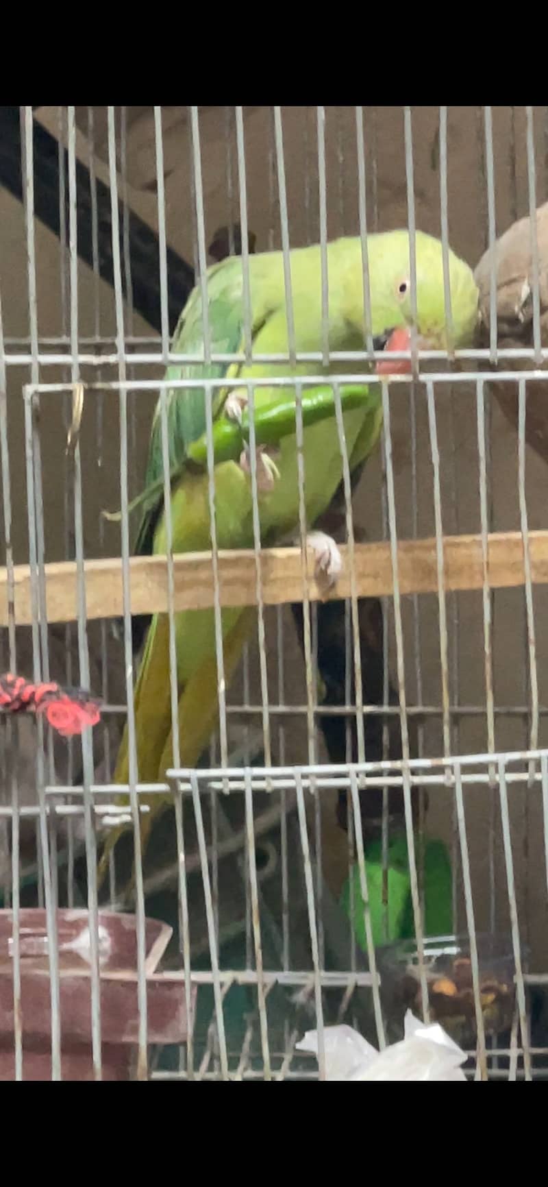 Parrot 1