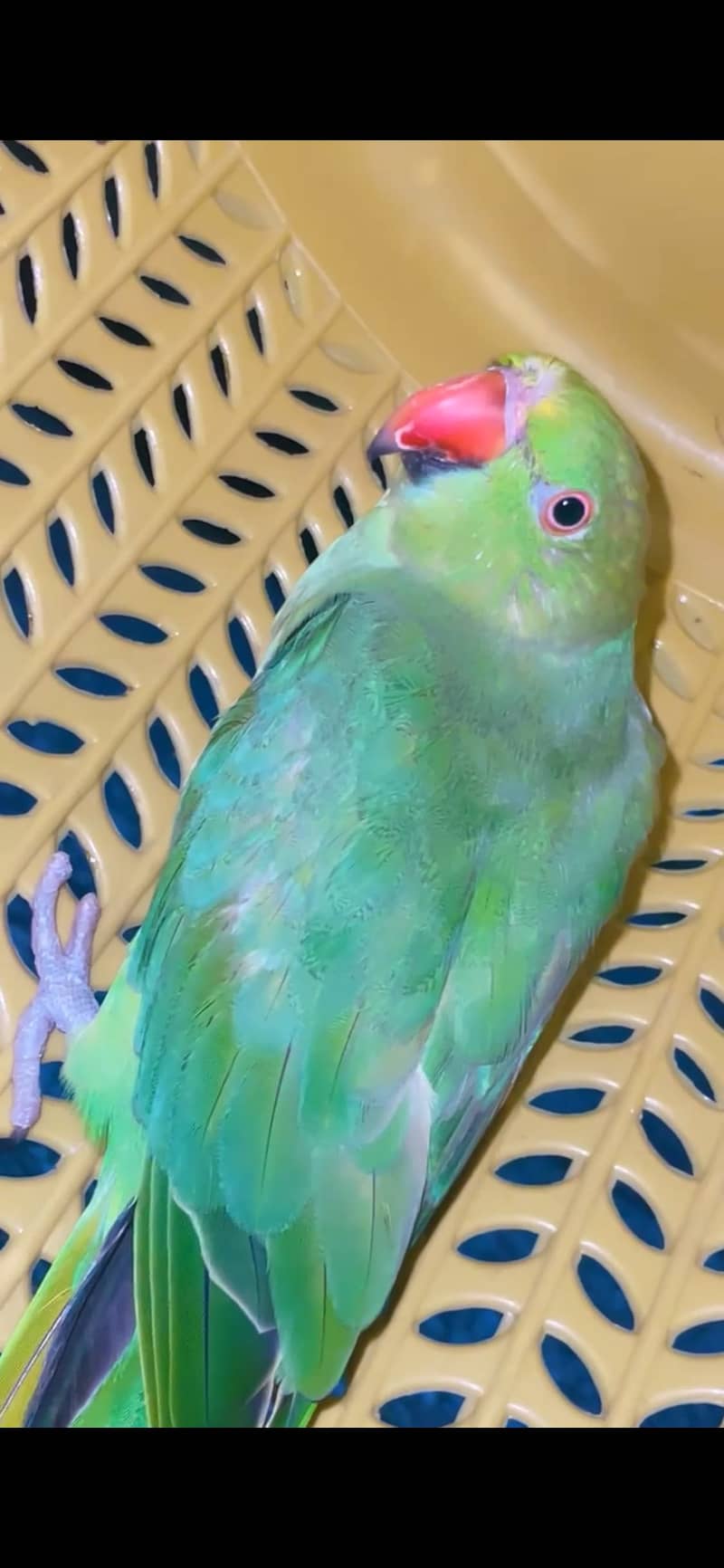 Parrot 2