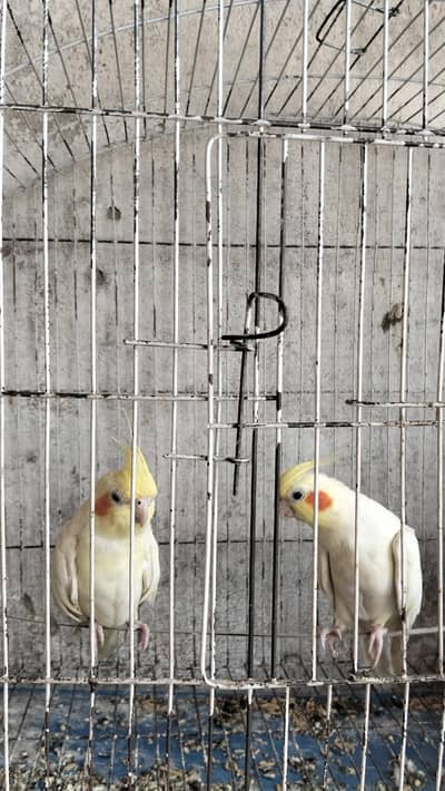 cocktail common white breeder pair