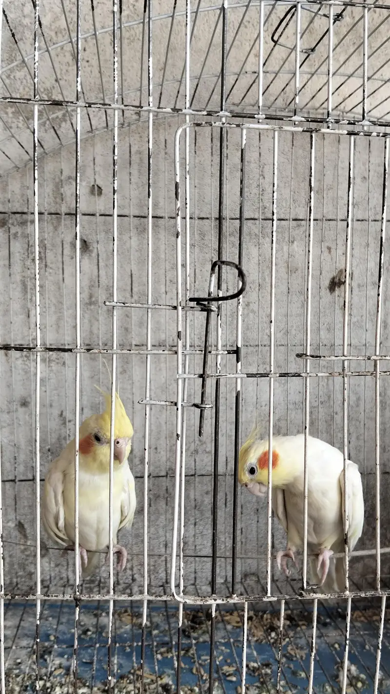 cocktail common white breeder pair — photo 2