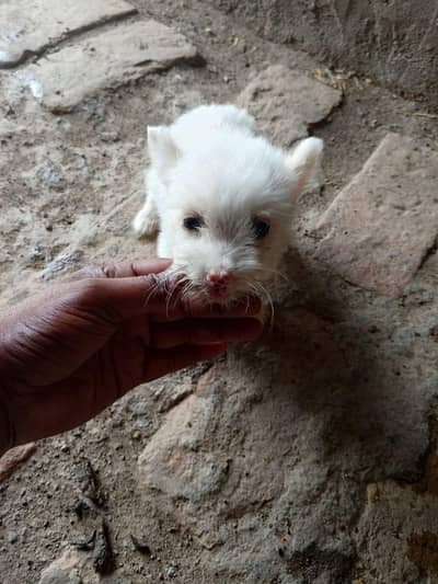 cup dog female zero size