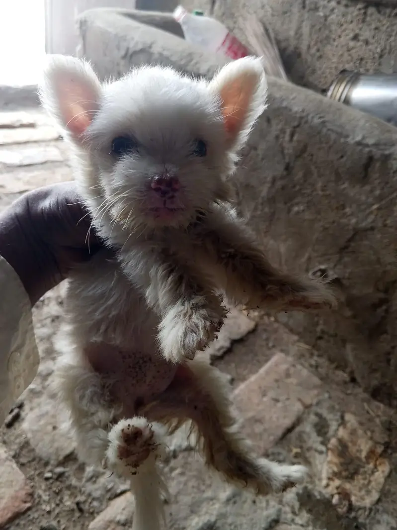 cup dog female zero size — photo 2