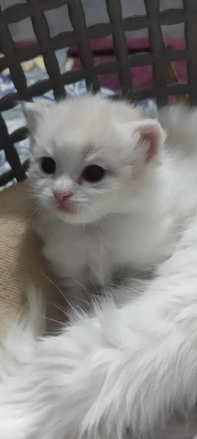 kittens for sell
