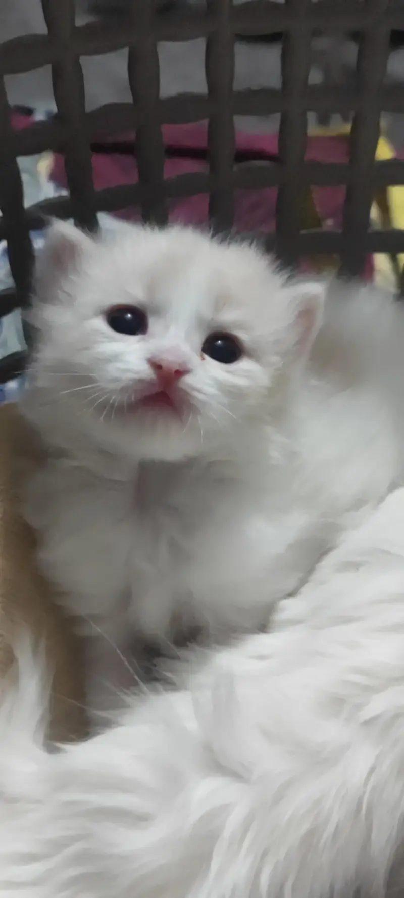 kittens for sell — photo 2