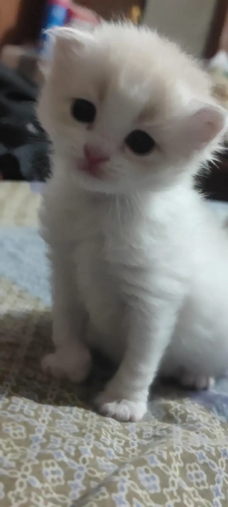 kittens for sell — photo 3