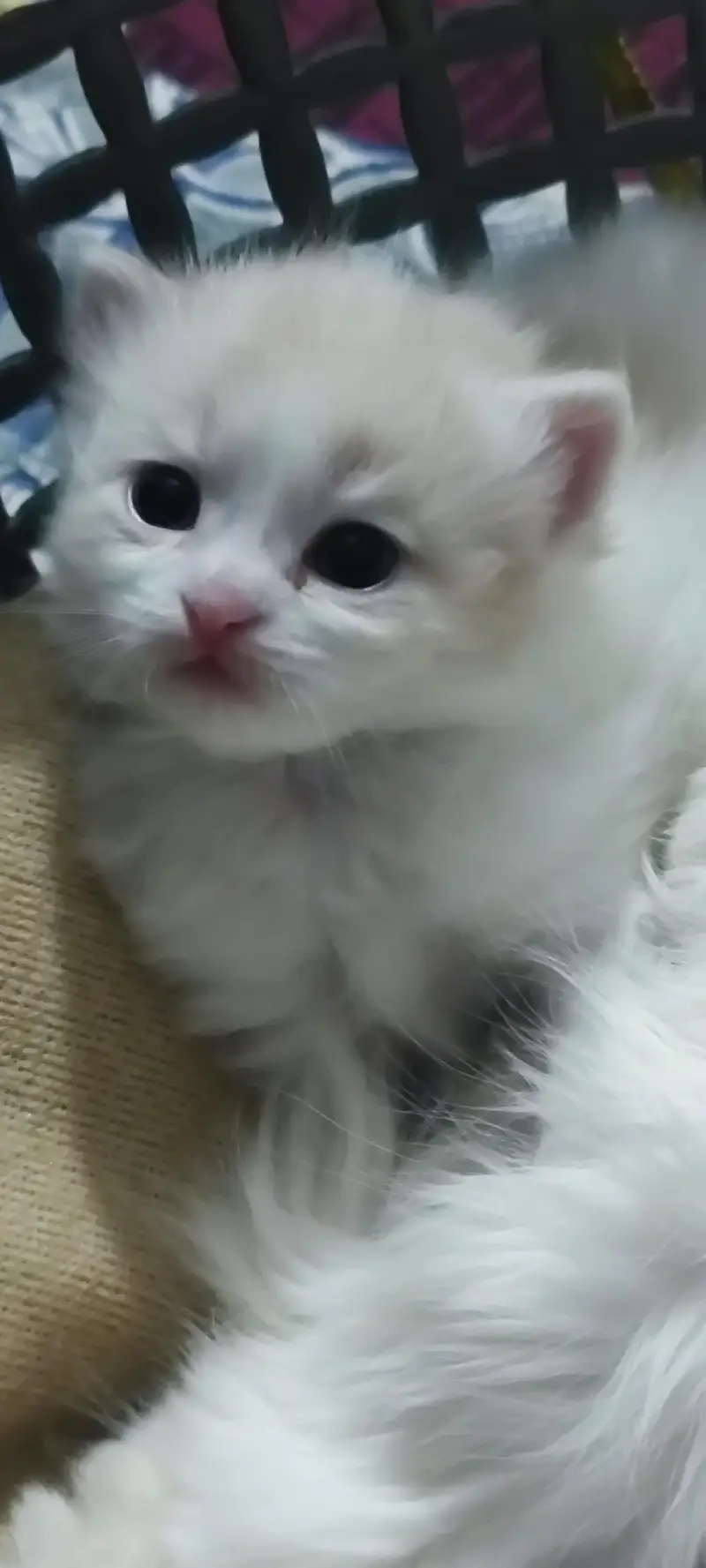 kittens for sell — photo 4