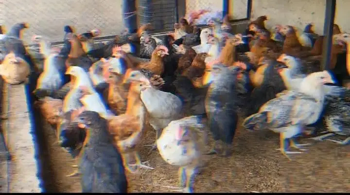golden Misri Chicken — photo 2
