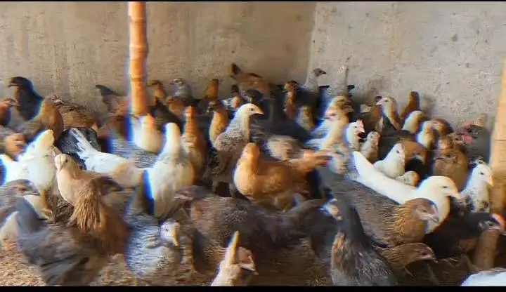 golden Misri Chicken — photo 5