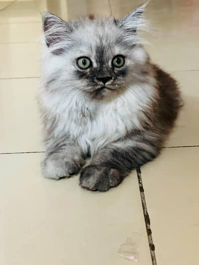 Persian kitten for sale