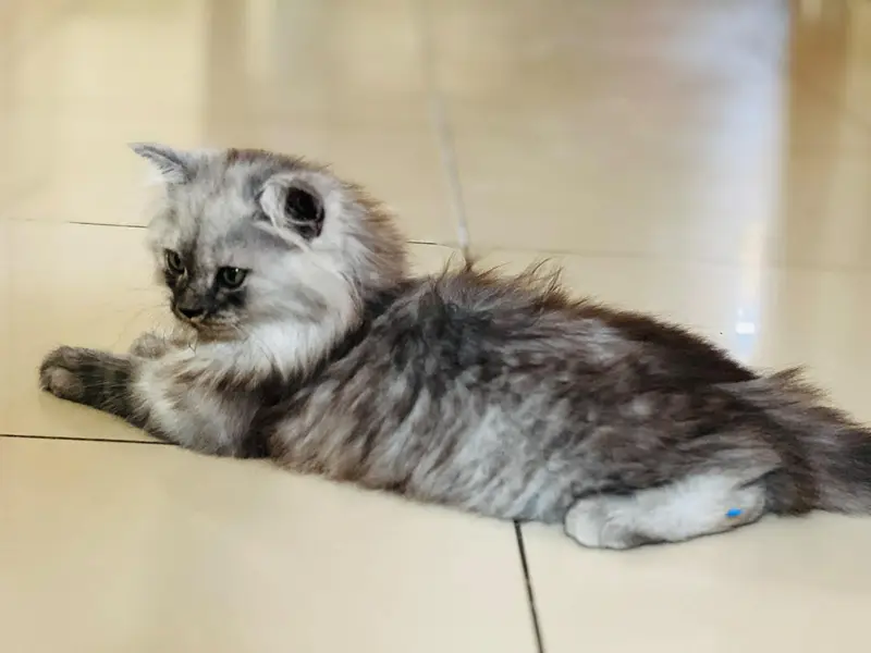 Persian kitten for sale — photo 2