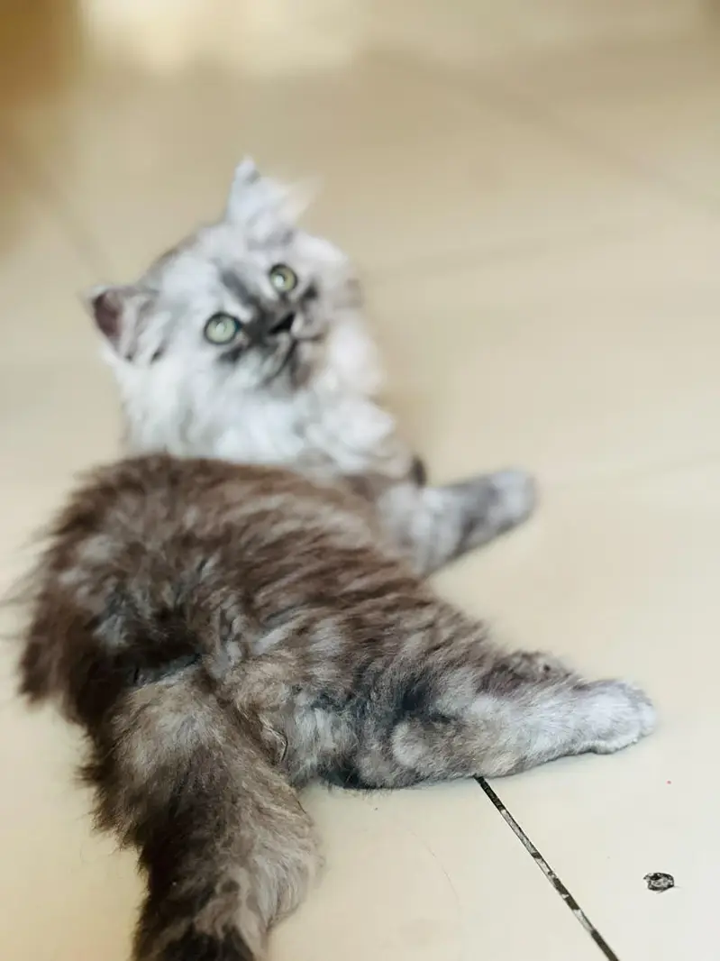 Persian kitten for sale — photo 3