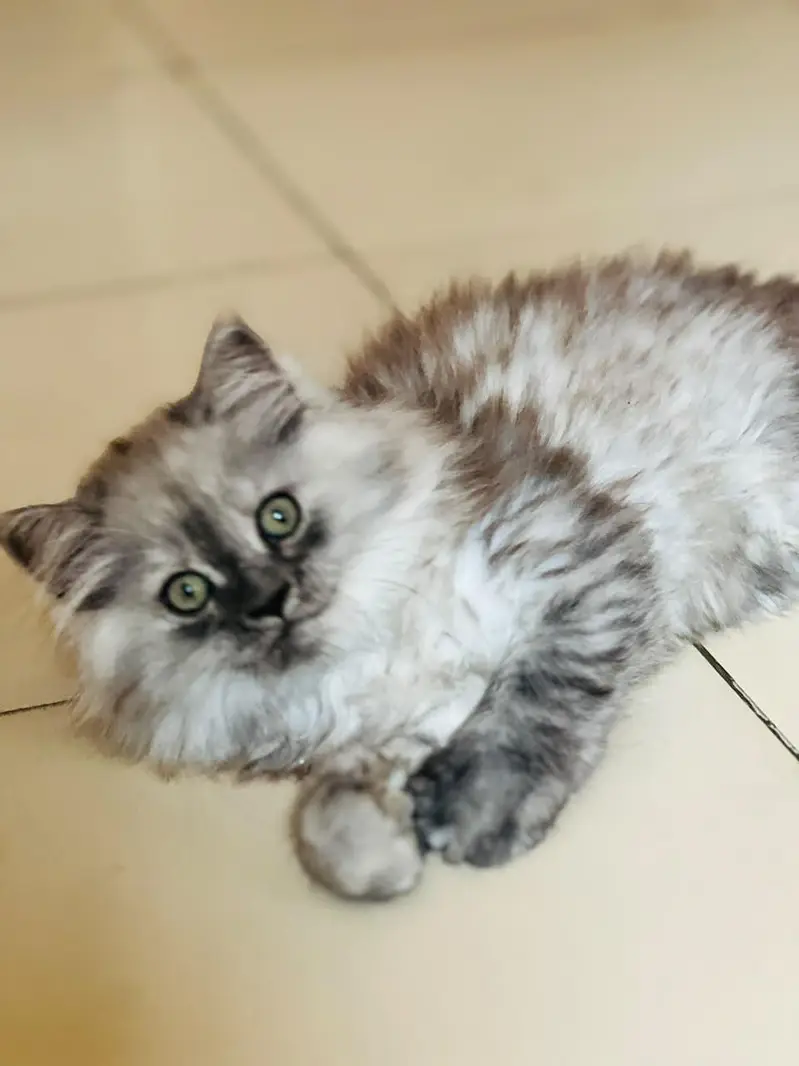 Persian kitten for sale — photo 4