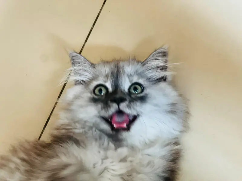 Persian kitten for sale — photo 5