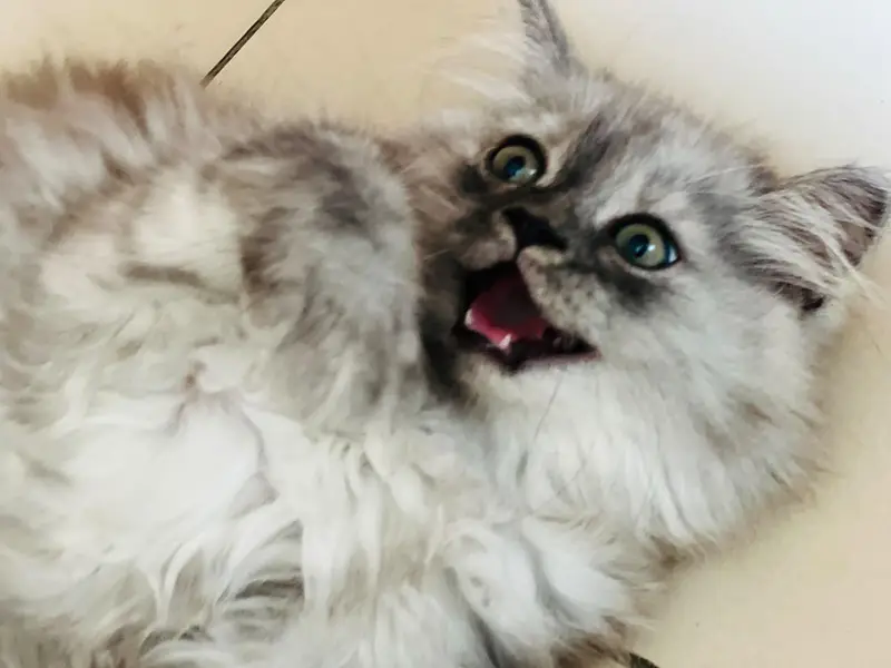 Persian kitten for sale — photo 6