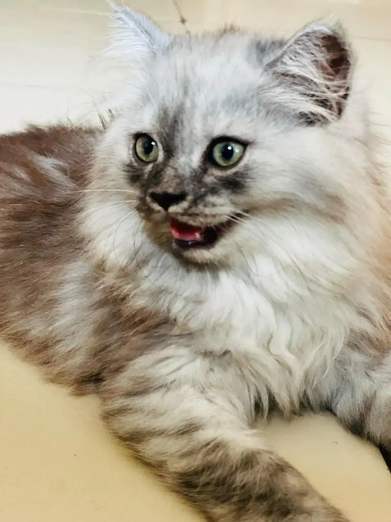 Persian kitten for sale — photo 7