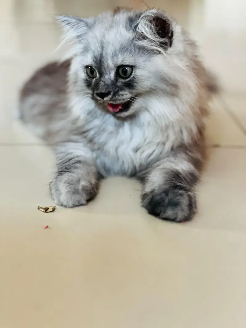 Persian kitten for sale — photo 8