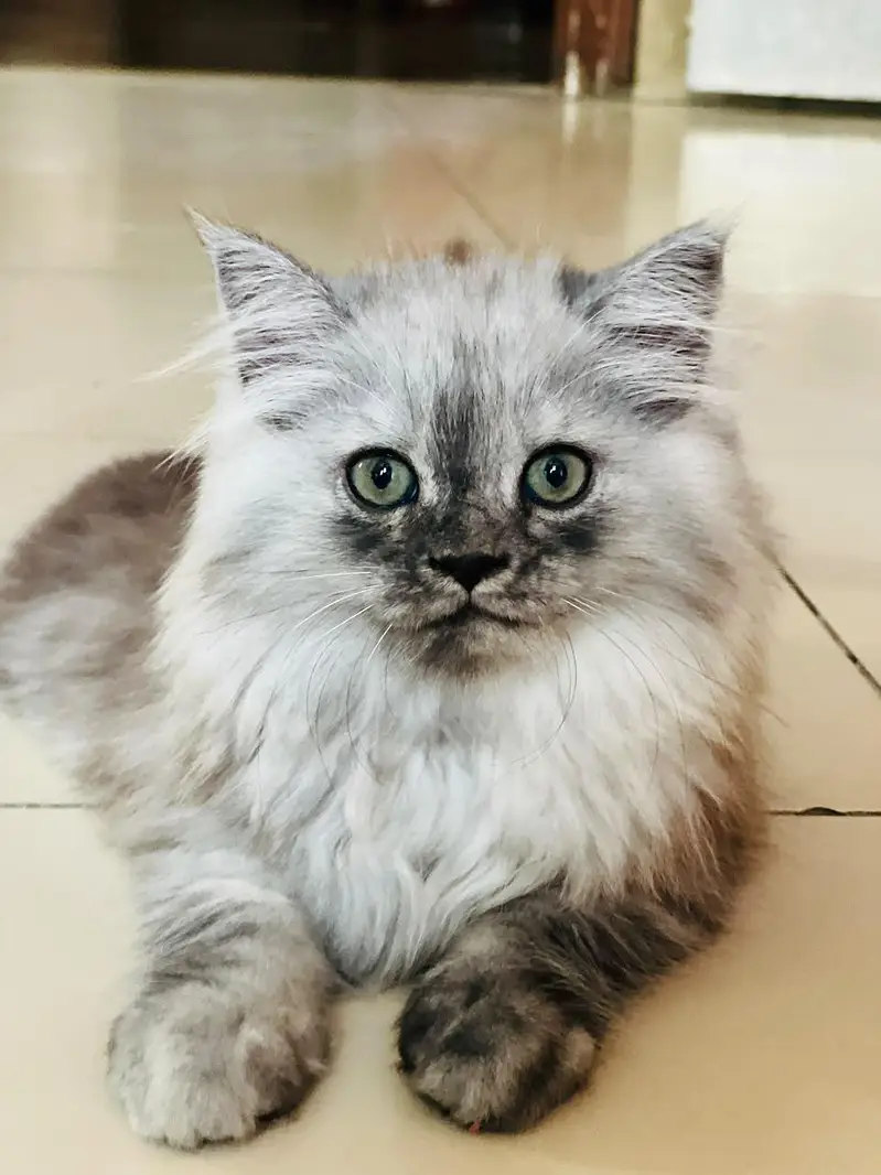 Persian kitten for sale — photo 9