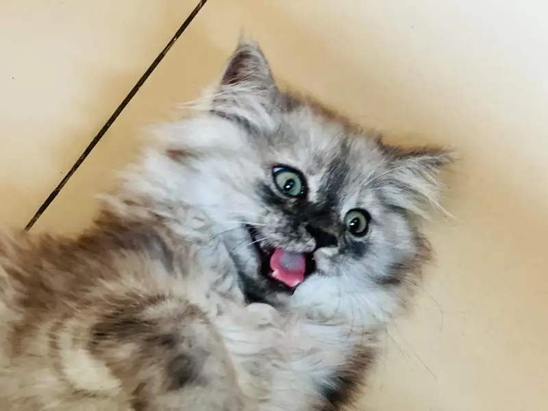 Persian kitten for sale — photo 10