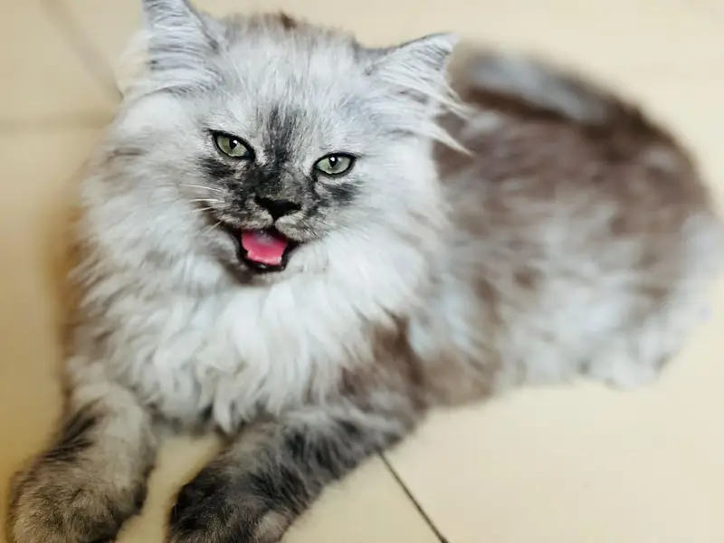 Persian kitten for sale — photo 11