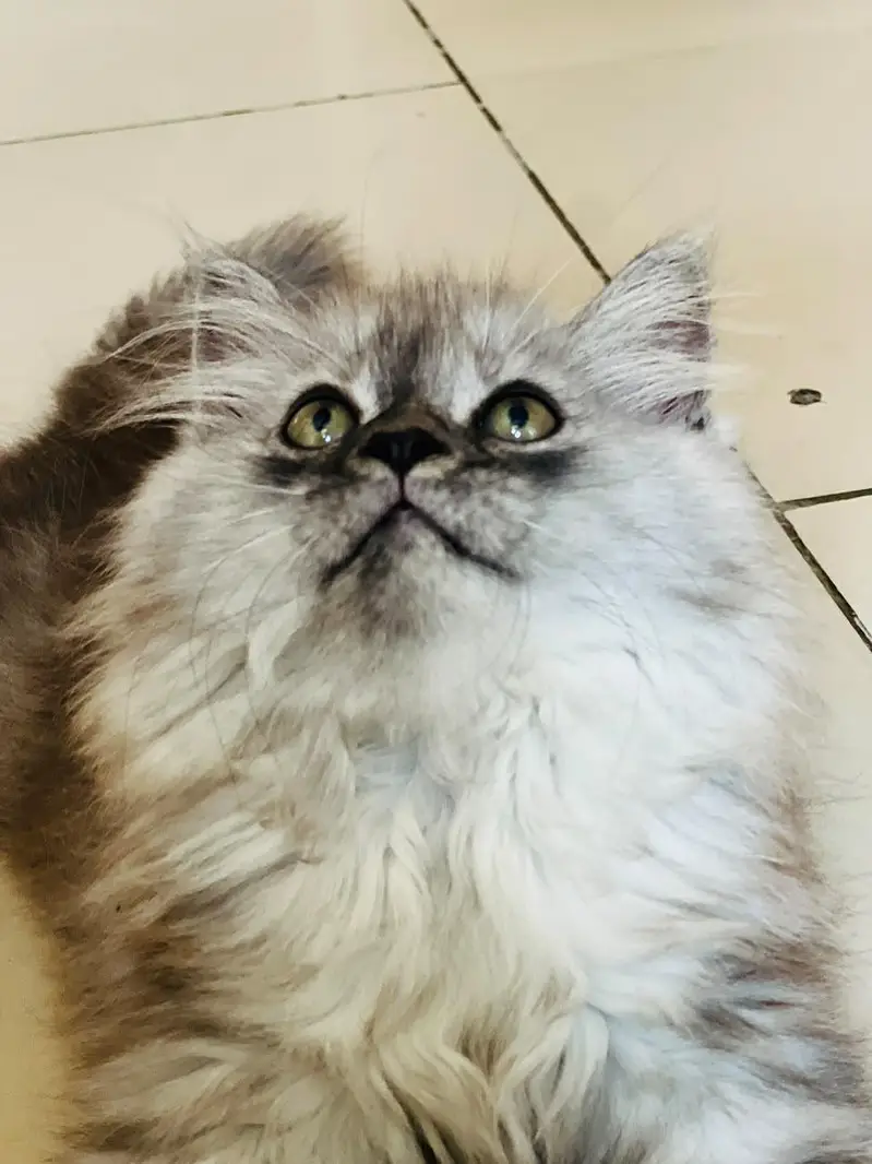 Persian kitten for sale — photo 12