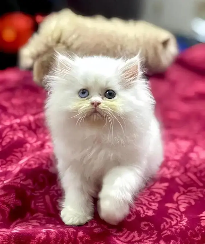 (Persian female kitten) (for sale all) (Pakistan delivery available) — photo 3
