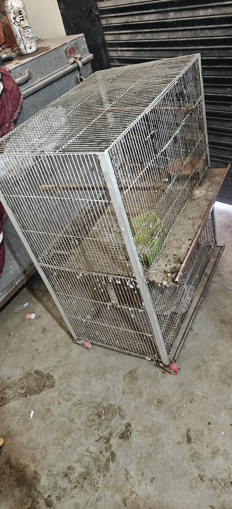 parrot Cage available — photo 2