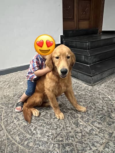 Golden retriever male for sale