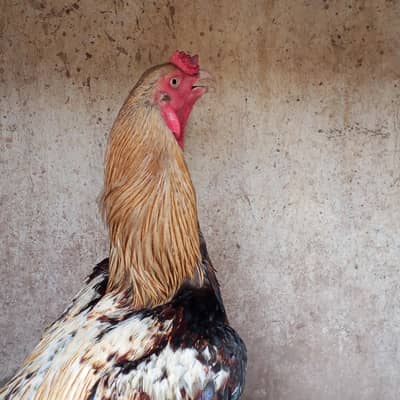 Java Mianwali Aseel Murga for sale