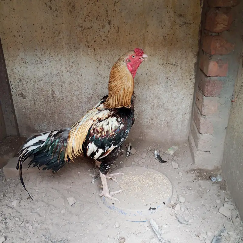 Java Mianwali Aseel Murga for sale — photo 2