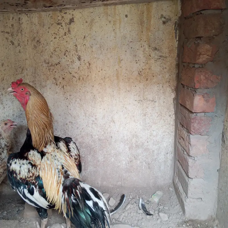 Java Mianwali Aseel Murga for sale — photo 4