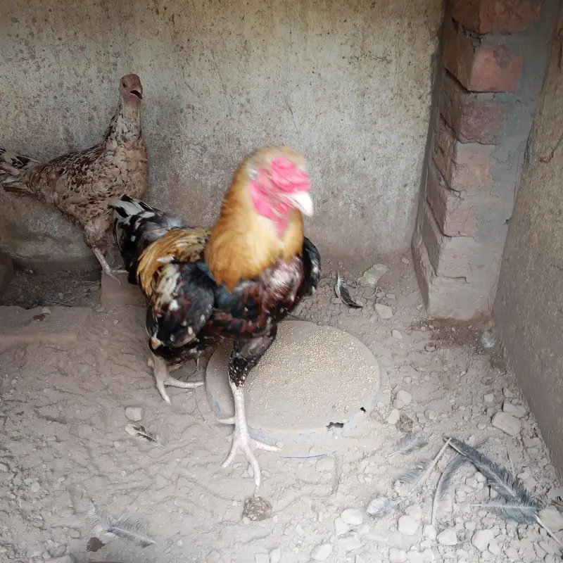 Java Mianwali Aseel Murga for sale — photo 5