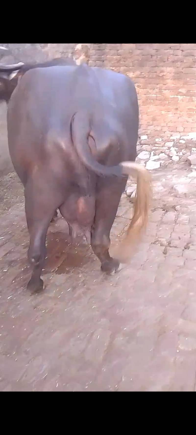 gaban choti 1
