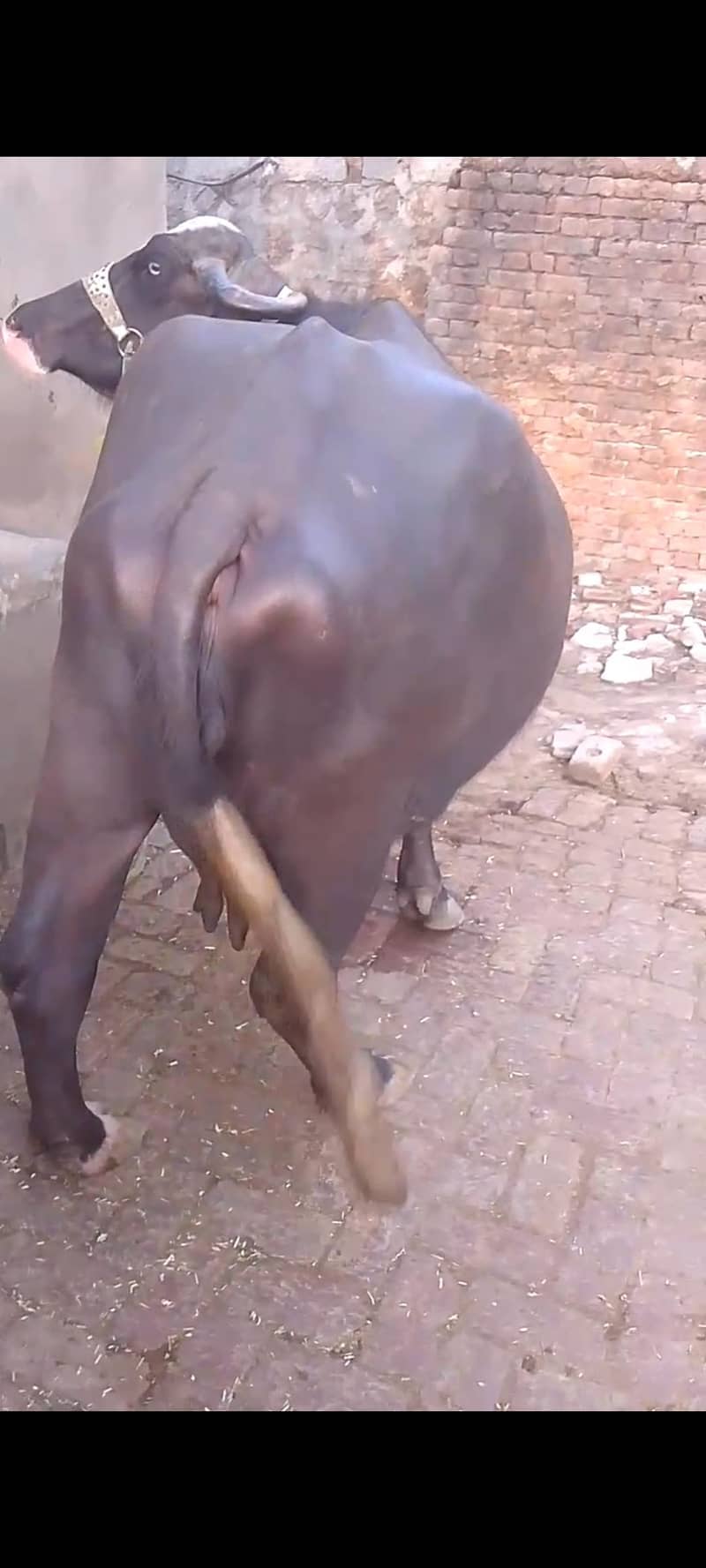 gaban choti 4
