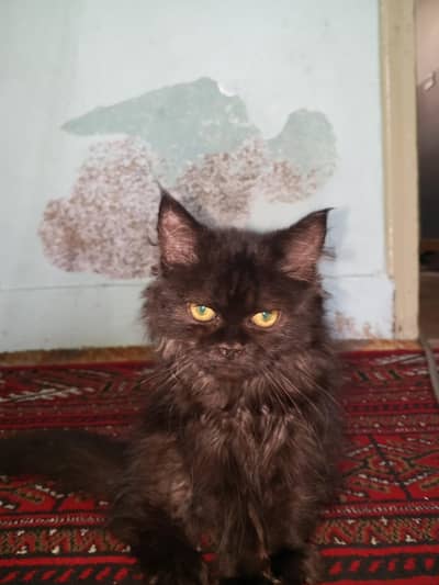 free Persian black cat