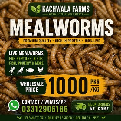 Premium Quality Live and Dried Mealworms