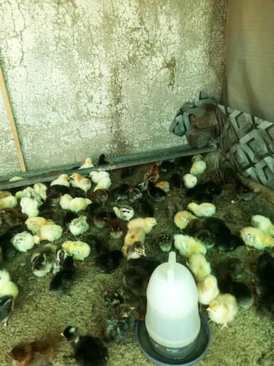 +A Grade misri chicks
