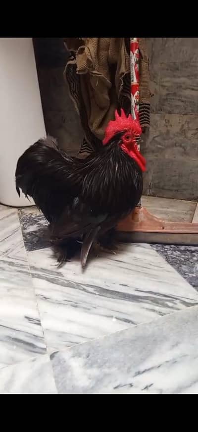 black bantam male