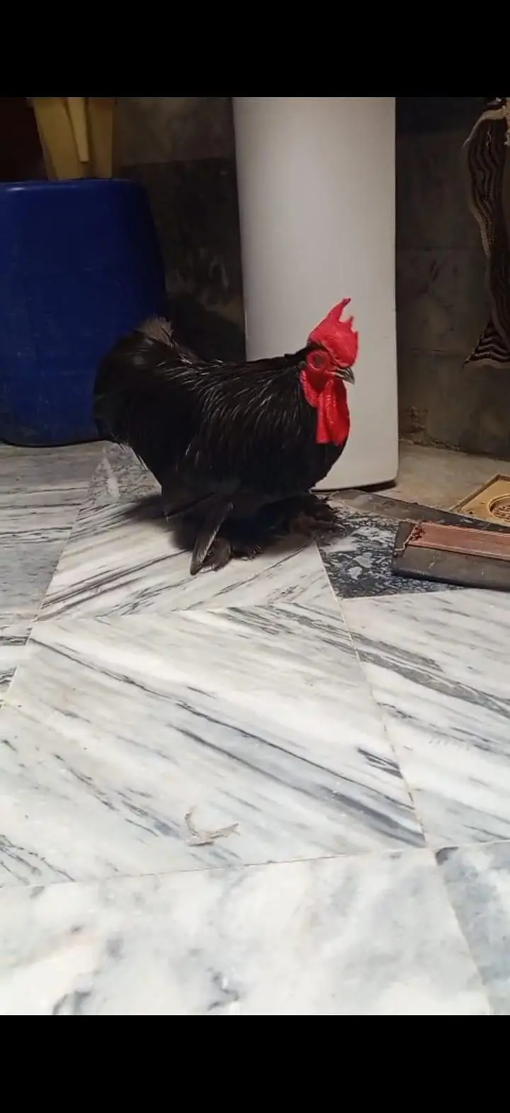 black bantam male — photo 2