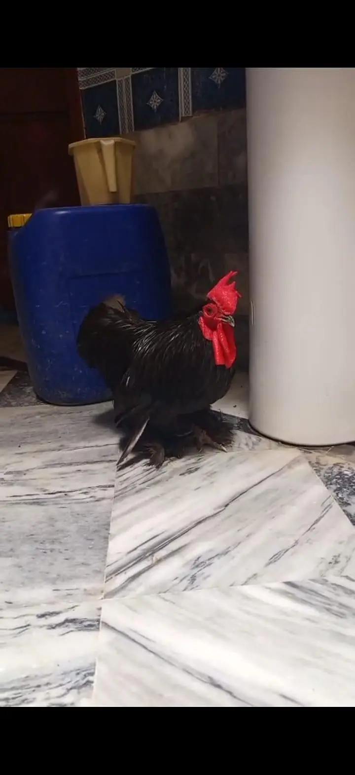 black bantam male — photo 3