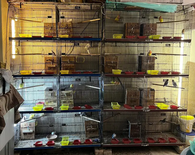Cage 24x24x48