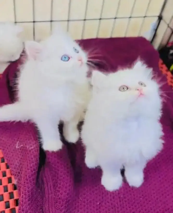 (Persian female kitten) (for sale all) (Pakistan delivery available) — photo 4