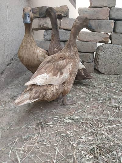 Pure white Muscovy & pure khaki Campbell ducks